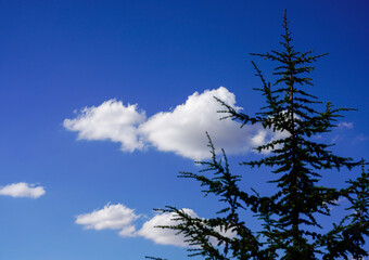 pine tree puffy white clouds blue sky