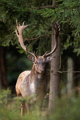Fallow deer during rutting time. European wildlife nature. Deer moving in the forest. Fallow deer during autumn. 