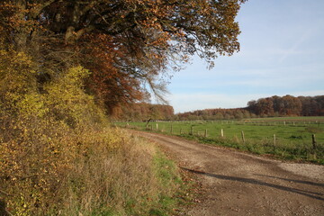 edge of the forest 3