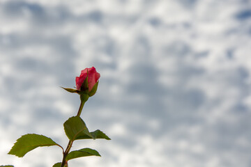 Mackerel sky at sunset behind pink roses in autumn