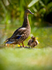  mallard duck with ducklings