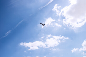 Bird flying in the sky