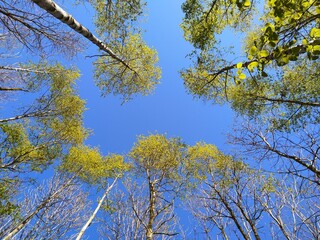 tree crowns, tree tops on blue sky