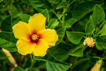 A Yellow Chinese Hibiscus in Bloom
