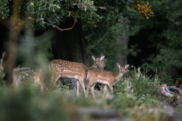 Fallow deer during rutting time. European wildlife nature. Deer moving in the forest. Fallow deer...