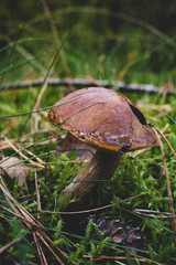 Marone im Herbst II