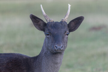 Portrait Damwild Hirsch