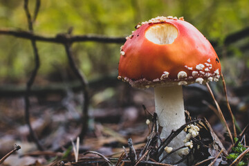 Fliegenpilz im Herbst I