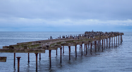 Muelle abandonado con Aves Silvestres