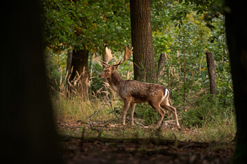 Fallow deer during rutting time. European wildlife nature. Deer moving in the forest. Fallow deer...