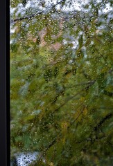 raindrops on the glass