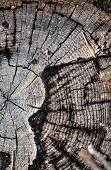 Fototapeta premium beautiful wood texture