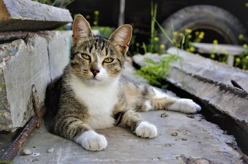 beautiful tabby cat