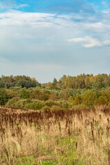 Field with yellow dry grass. Forest on the horizon. Blue sky with white clouds. Autumn wildlife landscape of Europe