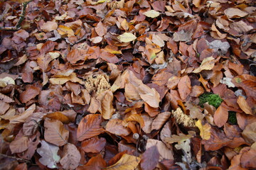 brown leaves in the forest