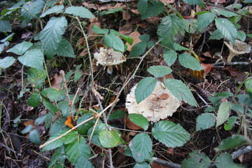 fungus in blackberry bush