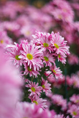 Obraz premium Background of pink chrysanthemums with a copy of the space. Beautiful bright chrysanthemums bloom in autumn in the garden.