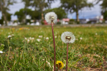 Diente de Le&oacute;n - Planta