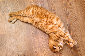 Funny cute orange cat lying on the floor