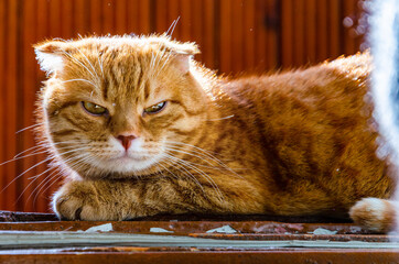 A disgruntled ginger cat is basking in the sun on the threshold of the balcony door and squinting.