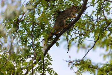 Active squirrel scouting for food