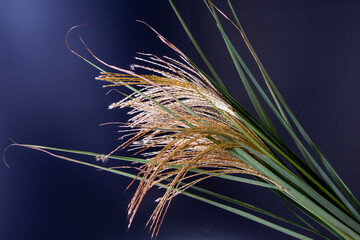 十五夜　中秋の名月