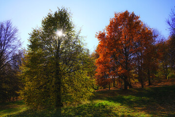 Fototapeta premium Autumn