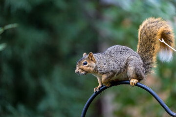 Active squirrel scouting for food