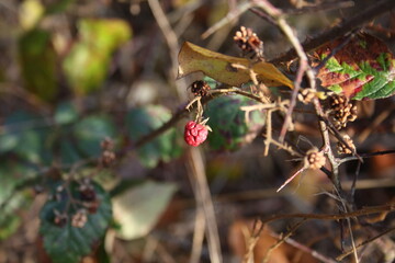 raspberry