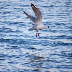 seagull