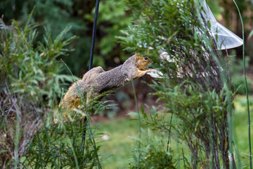 Active squirrel scouting for food