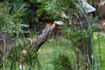 Active squirrel scouting for food