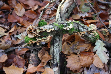 fungus on dead branch