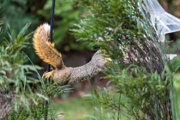 Active squirrel scouting for food