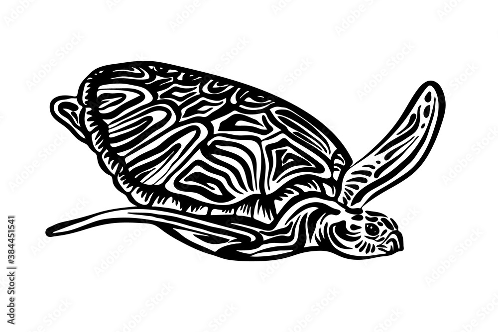 Wall mural Hand drawn swimming ornate turtle sketch. Vector black ink drawing animal isolated on white background. Graphic illustration