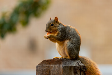 Naklejka na ściany i meble Active squirrel scouting for food