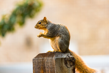 Active squirrel scouting for food