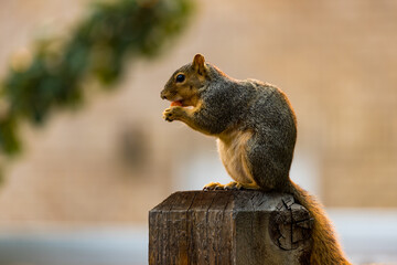 Active squirrel scouting for food