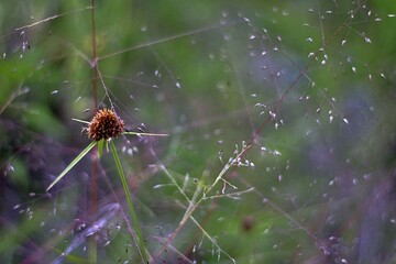 Extraña Flor