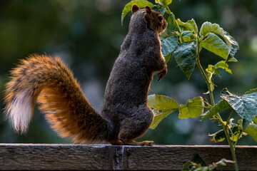Active squirrel scouting for food