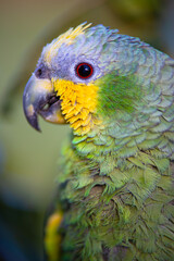 blue and yellow parrot