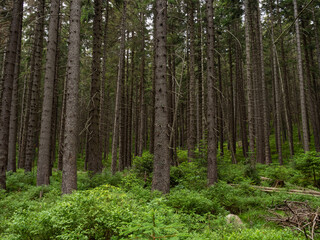 Tree trunks in the mountain forest of Karkonosze National Park