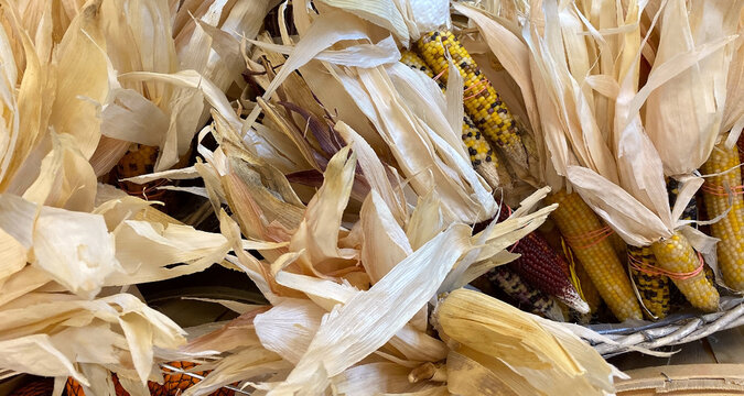 Decorative Flint corn (Zea mays var. indurata; also known as Indian corn or sometimes calico corn) is a variant of maize, the same species as common corn. Great for Thanksgiving table setting.