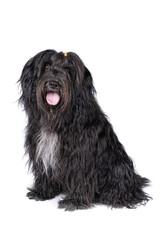 Schapendoes or Dutch Sheepdog isolated on a white background