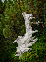 Dead tree, abstract form at the trail in mountains Karkonosze National Park