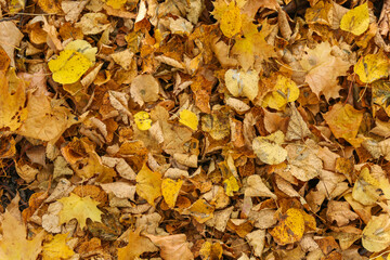 background of fallen autumn leaves