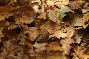 background of fallen autumn leaves