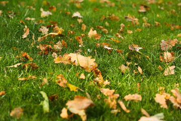 fallen autumn oak leaves on the lawn grass