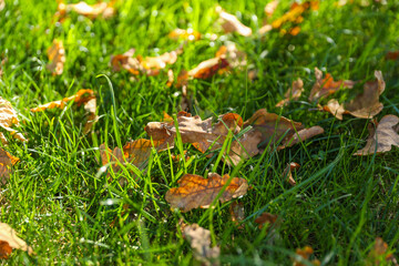 fallen autumn oak leaves on the lawn grass