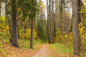 Fototapeta premium leafy path in autumn forest